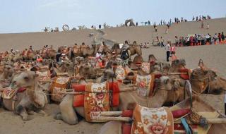 敦煌又双叒叕堵骆驼了!