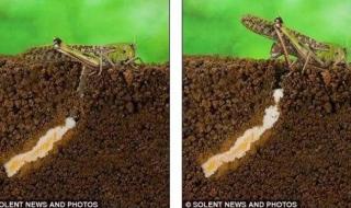 预计2020年的粮食价格