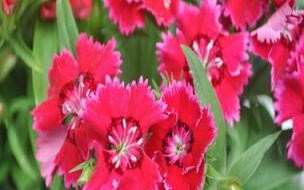 2023kpl春季赛头像框怎么领取 2023适合一辈子好运头像