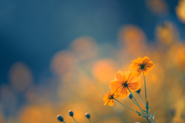 分公司可以使用总公司建筑资质的法律依据是什么？