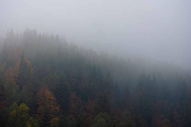 每个人身上都有毛毛是什么时候的歌 每个人的身上都有毛毛